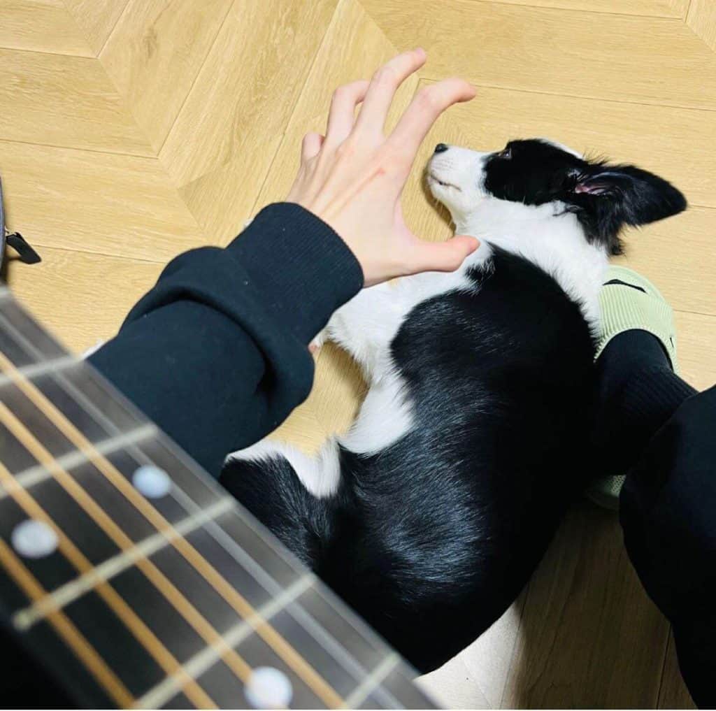 20221101 蒋芸绿洲 狗毛锃亮