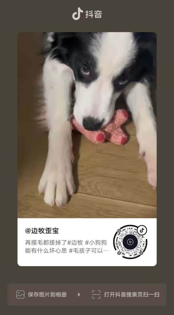 20221225-歪宝抖音